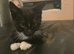 Cute kittens for sale (NEED GONE ASAP)
