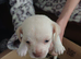 Chug puppies