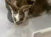Lovely bunnys