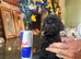 ABSOLUTELY GORGEOUS TINY BLACK TOY POODLE BOY PUPPY