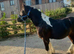 Beautiful colored cob colt