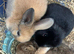 Two Gorgeous Mini Lop Babies