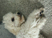 Bichon for sale