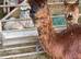 Dark Brown Suri Alpaca Female with Female Cria at foot