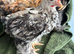 Pekin bantam boys