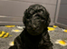 STANDARD POODLE FULLY HEALTH TESTED PARENTS