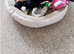 Cavapoo curly wurly puppies 5 * Council reg’d