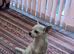 Lovely boy for sale