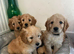 Beautiful mini golden doodle puppies
