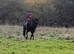 Real life Black Beauty - 15.3hh gelding