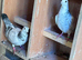 Pigeons for sale