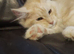 Pure Maine Coon Kittens