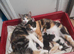 Kittens