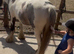 perfect children's pony!