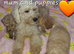Beautiful cavapoochon puppy - Ready to leave