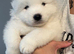 Last one beautiful Samoyed girls