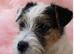 Parson russell pups