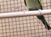 Olive green black mutation budgie