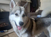 Sable siberian husky