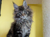 TICA Registered Maine Coon Kitten