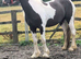 Child best friend 2yr filly to make 14.1