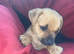 Jack Russell/Yorkshire terrier puppy&rsquo;s