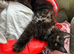 Beautiful Mainecoon kittens