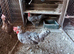 Two Lovely Cream Legbar hens female Blue egg layers