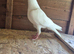 Pigeons