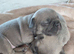 Kc registered 6 generations kc puppies