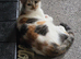 3 female cats for sale