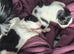 Shih Tzu only 1 Boy left ( Freddie )