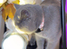 2 kitten for sale