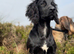 Trained cocker spaniel