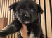 German shepherd x Siberian husky puppies