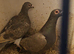 Pair of janssens