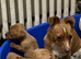 Miniature Jack Russell puppies