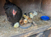2 mum with chicks for sale