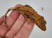 Crested Gecko Babies