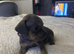 6 puppies ready from 24th October