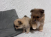 female Pomeranian ready now delivery available