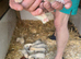 Lovely ferrets - Ready to go