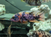 Male aulonacara cichlids