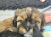 Imperial Shihtzu puppies