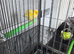 Bonded pair canaries