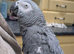 African Grey parrot