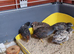 Chinease Painted Quail