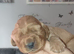 Cocker spaniel puppy's