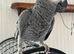 African Grey Parrot with cage