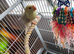 Baby Kakarikis looking for their forever homes. Ready now.